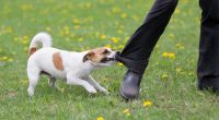 Ein Hund biss in England einem Kidnapper ins Bein. (Symbolfoto)