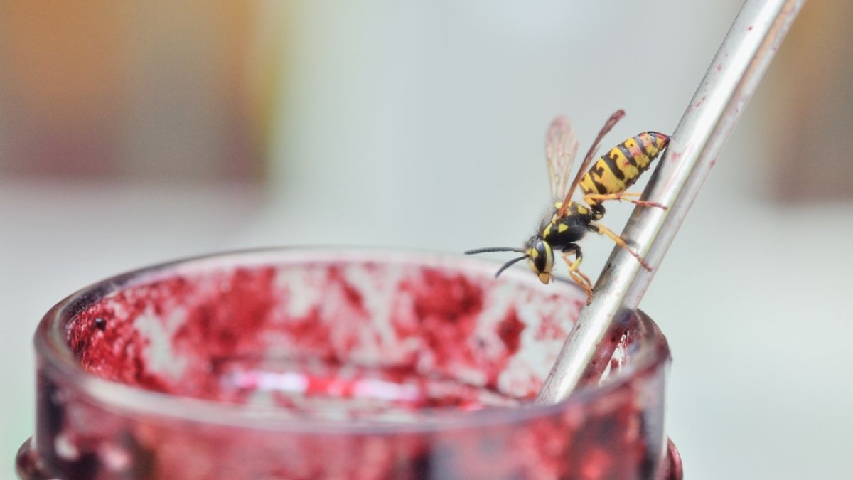 Wer eine Wespe grundlos tötet, riskiert ein saftiges Bußgeld. (Foto)