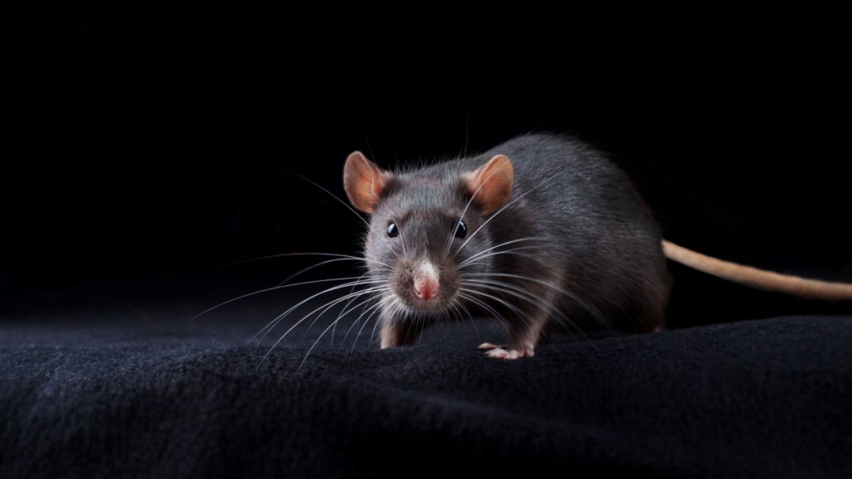Eine Ratte hat in England eine schlafende Rentnerin schwer verletzt. (Symbolfoto) (Foto)