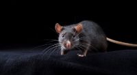 Eine Ratte hat in England eine schlafende Rentnerin schwer verletzt. (Symbolfoto)