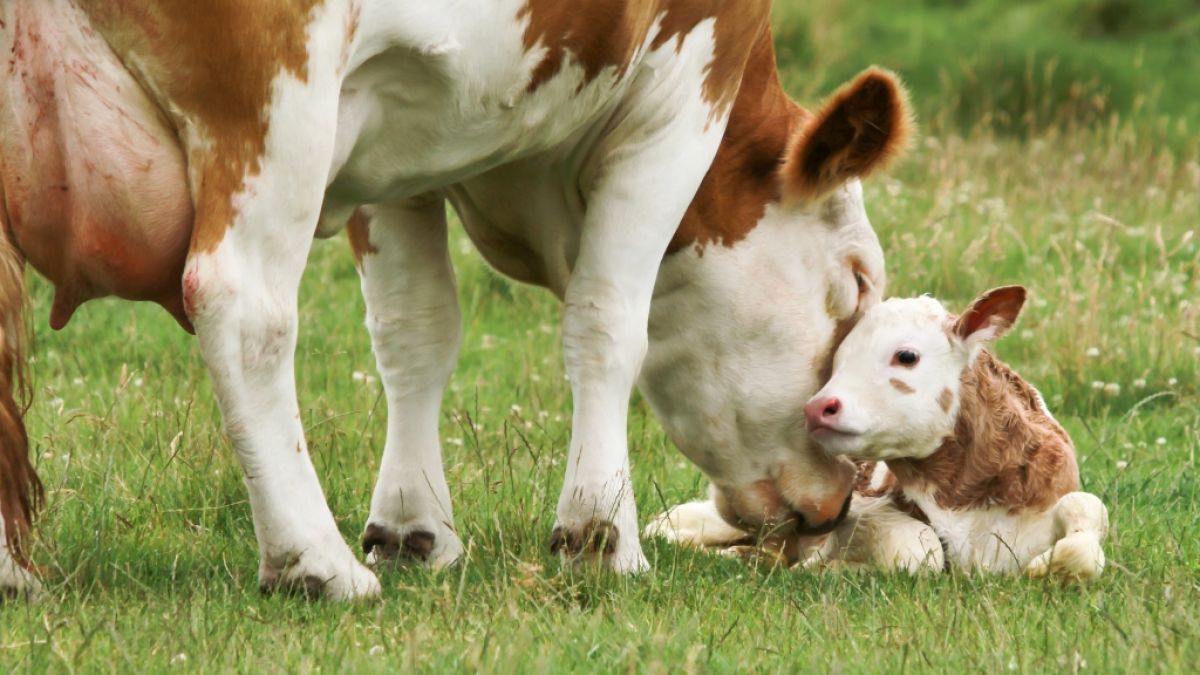 In der Türkei brachte eine Kuh ein mutiertes Kalb zur Welt. (Symbolfoto) (Foto)
