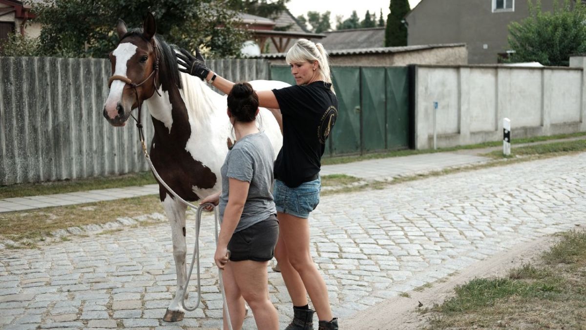 Die Pferdeprofis bei VOX (Foto)