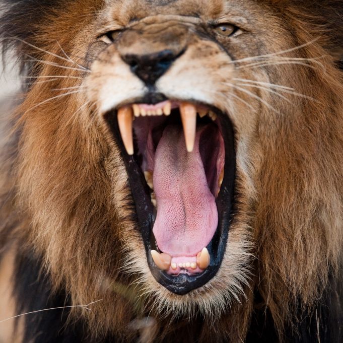 Schock-Video! Löwe beißt Zoowärter den Finger ab