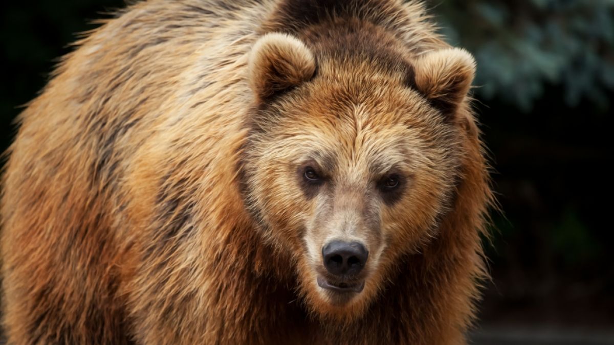Im US-Bundesstaat Wisconsin griff ein Bärenweibchen ein Ehepaar an. (Foto)
