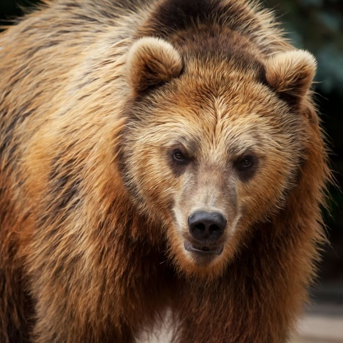 Im US-Bundesstaat Wisconsin griff ein Bärenweibchen ein Ehepaar an.