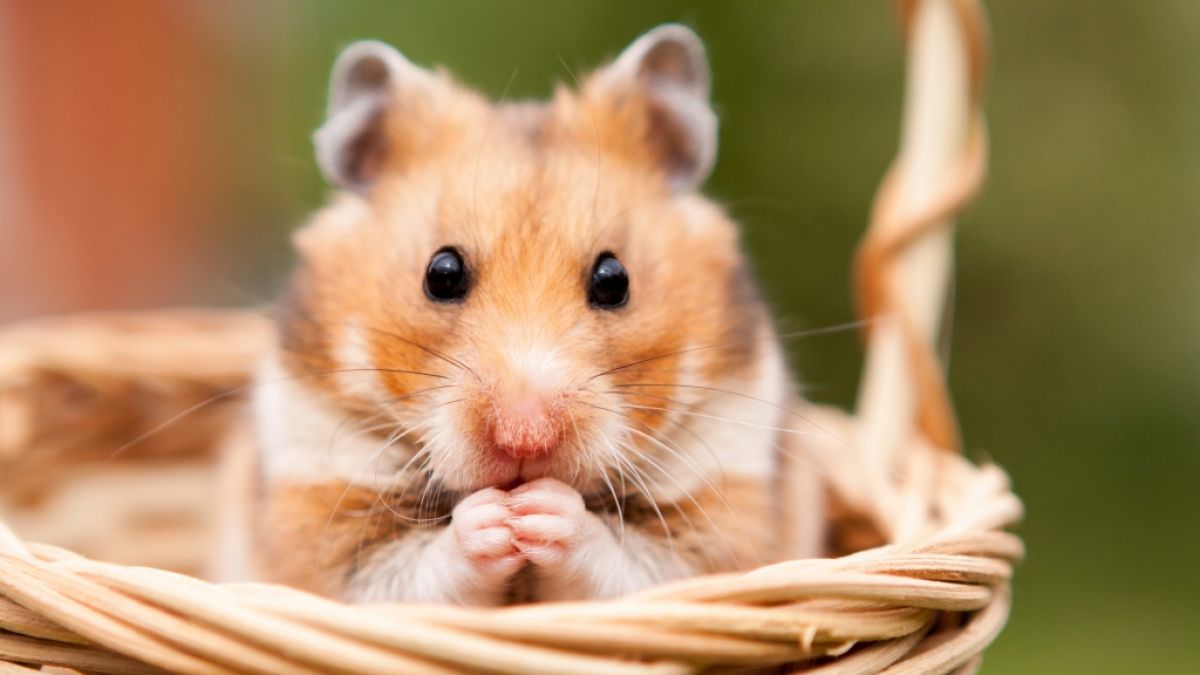 Müssen bald Hamster wegen den Affenpocken getötet werden? (Symbolfoto) (Foto)