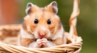 Müssen bald Hamster wegen den Affenpocken getötet werden? (Symbolfoto)