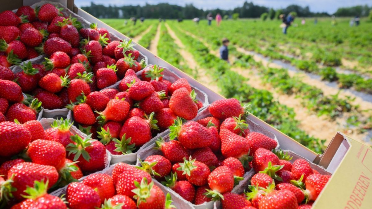 Deutschlands Bauern vernichten ihre Erdbeer-Ernte. (Foto)
