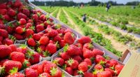 Deutschlands Bauern vernichten ihre Erdbeer-Ernte.
