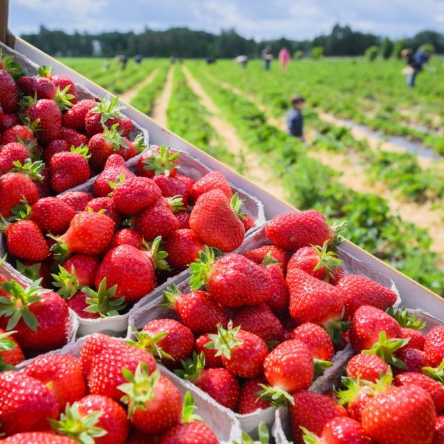 Bauern vernichten ihre Ernte! Gibt es bald keine deutschen Erdbeeren mehr?