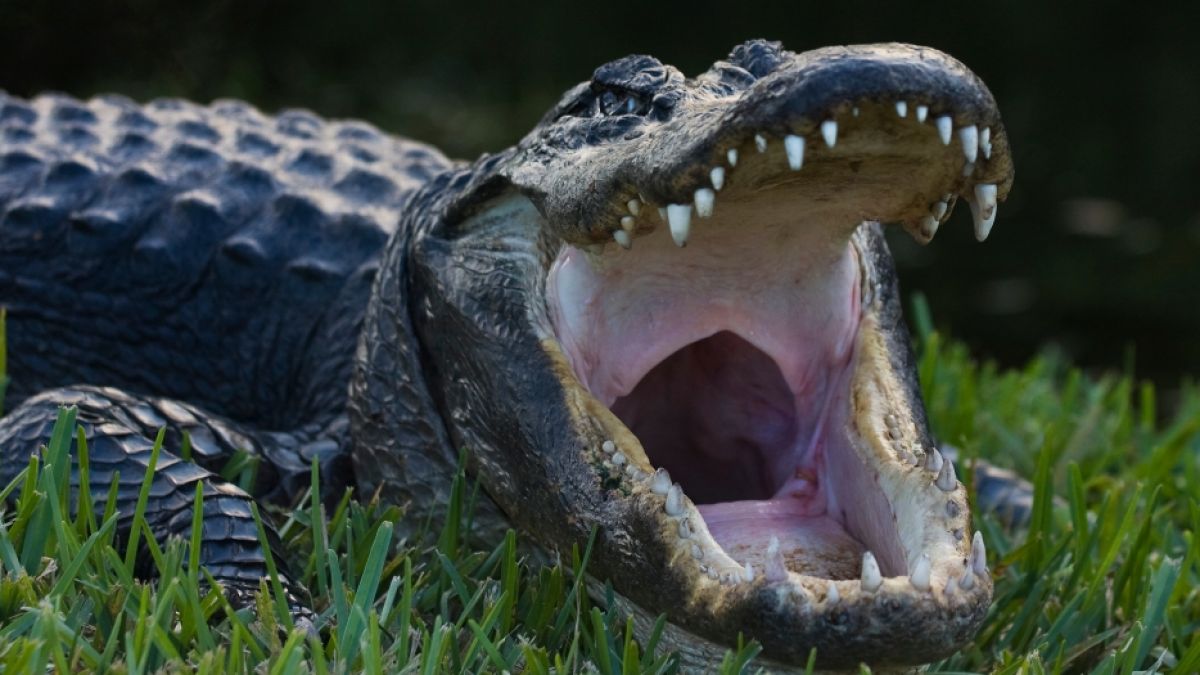 Ein Alligator soll einen Mann zu Tode zerfleischt haben. (Foto)