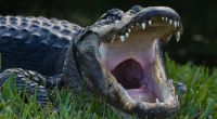 Ein Alligator soll einen Mann zu Tode zerfleischt haben.