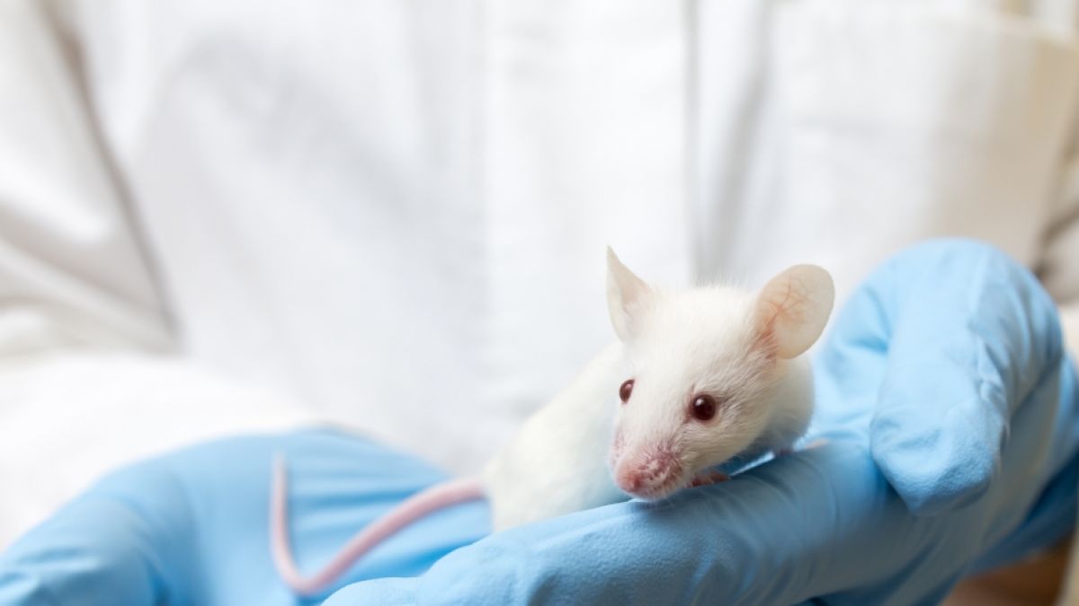 Chinesische Forscher konnten mit jungem Mäuseblut das Leben von alten Nagern verlängern. (Foto)