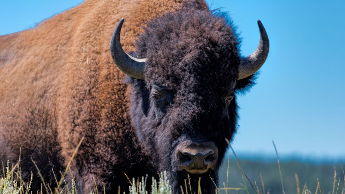 Ein Amerikanischer Bison hat im Yellowstone Nationalpark eine Frau angegriffen. (Symbolfoto) (Foto)