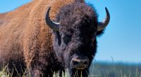 Ein Amerikanischer Bison hat im Yellowstone Nationalpark eine Frau angegriffen. (Symbolfoto)