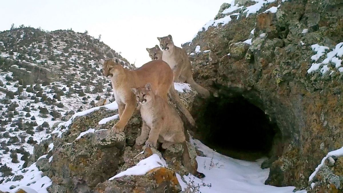 Pumas - Wild im Westen der USA bei Arte (Foto)