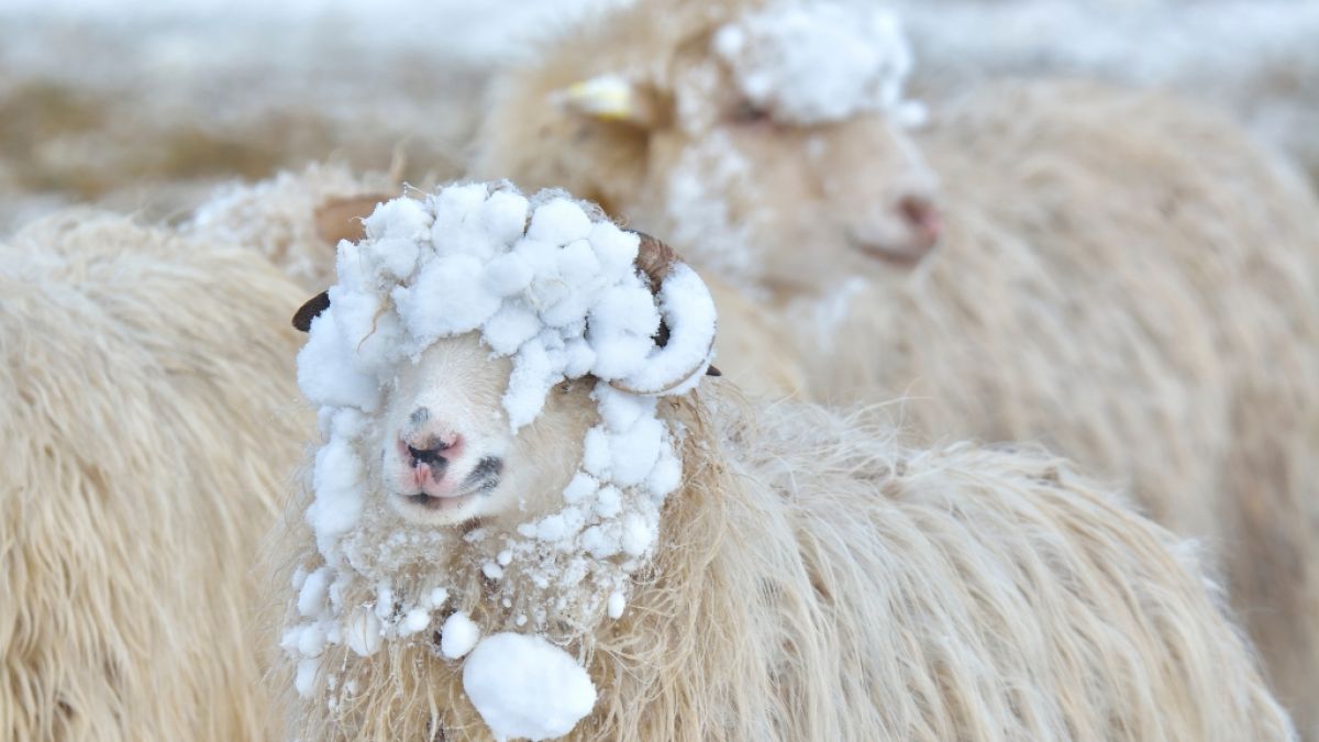 Sorgt die Schafskälte für kühle Temperaturen im Juni? (Foto)