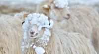 Sorgt die Schafskälte für kühle Temperaturen im Juni?