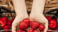 Erdbeeren schmecken zwar köstlich, doch sie sind äußerst empfindlich.