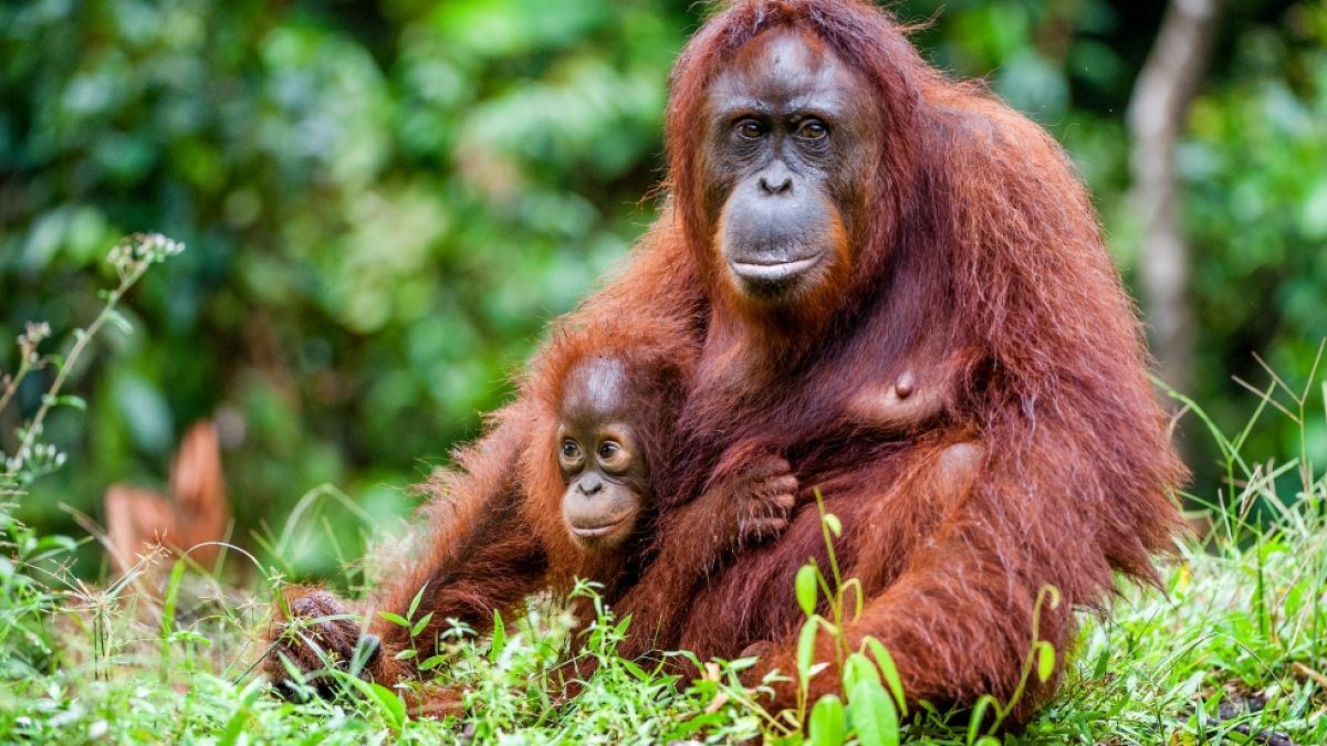 Ein Orang-Utan hat einen Zoo-Besucher angegriffen. (Foto)