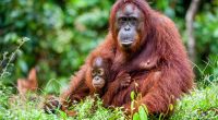 Ein Orang-Utan hat einen Zoo-Besucher angegriffen.