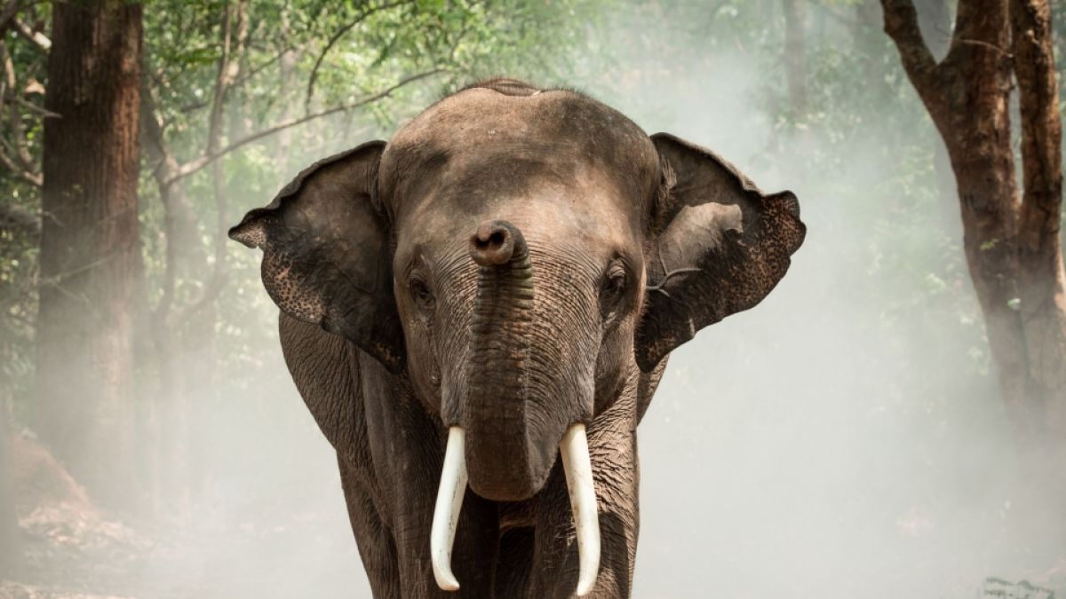 In Indien tötete ein Elefant eine 70-jährige Frau. (Symbolfoto) (Foto)