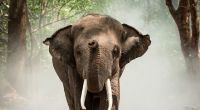 In Indien tötete ein Elefant eine 70-jährige Frau. (Symbolfoto)