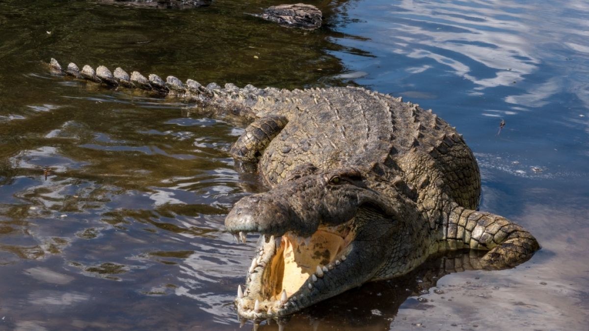 Ein Krokodil terrorisierte britische Touristen an einem Badestrand in Mexiko. (Symbolfoto) (Foto)