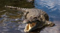 Ein Krokodil terrorisierte britische Touristen an einem Badestrand in Mexiko. (Symbolfoto)