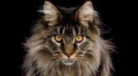 Eine Maine-Coon-Katze gilt normalerweise als menschenfreundlich. (Symbolfoto)