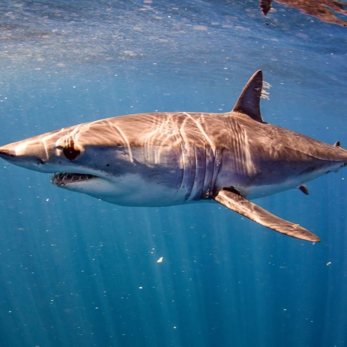 Für Menschen potenziell gefährlich! Hai vor Mallorca gefilmt