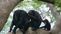 Im Dorf Mwamgongo nahe dem Gombe-Nationalpark hat eine Affenbande ein Baby entführt und getötet.