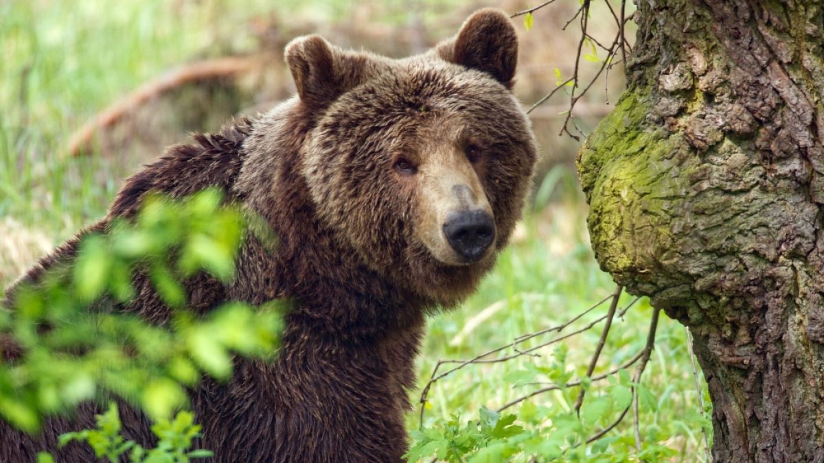 Eine Bären-Attacke in Russland endete tödlich - für einen 62-jährigen Mann und das pelzige Raubtier. (Foto)