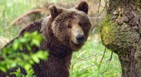 Eine Bären-Attacke in Russland endete tödlich - für einen 62-jährigen Mann und das pelzige Raubtier.