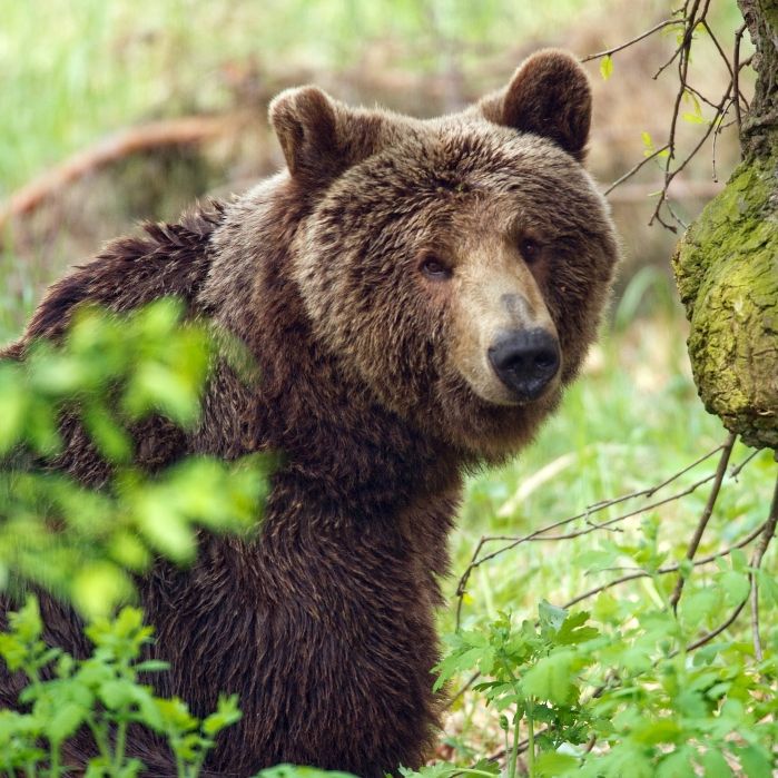 Raubtier-Rache endet blutig! Jäger (62) von Bär getötet