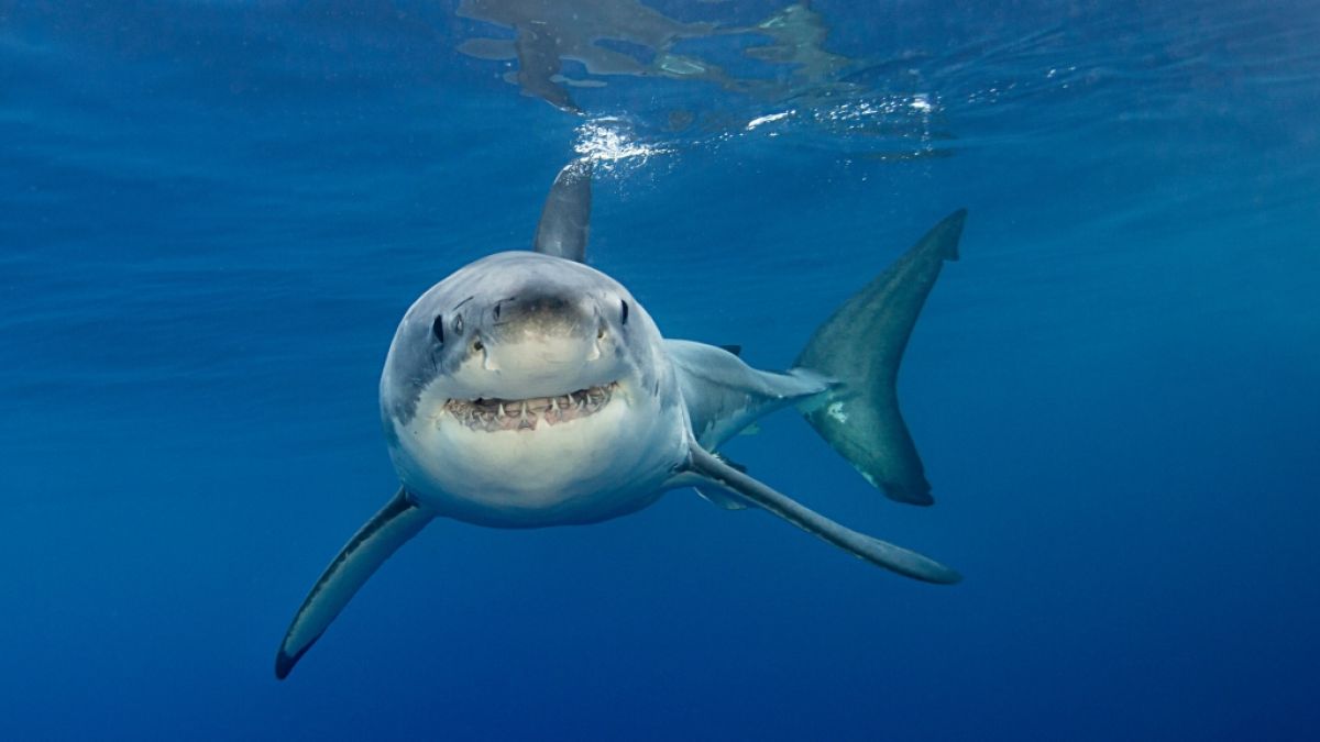 In Kalifornien wurde ein Mann von einem Hai angegriffen. (Symbolfoto) (Foto)