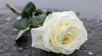 In der Woodham Academy wurden in Gedenken an den verstorbenen Schüler Ted S. (14) Blumen niedergelegt. (Symbolfoto)