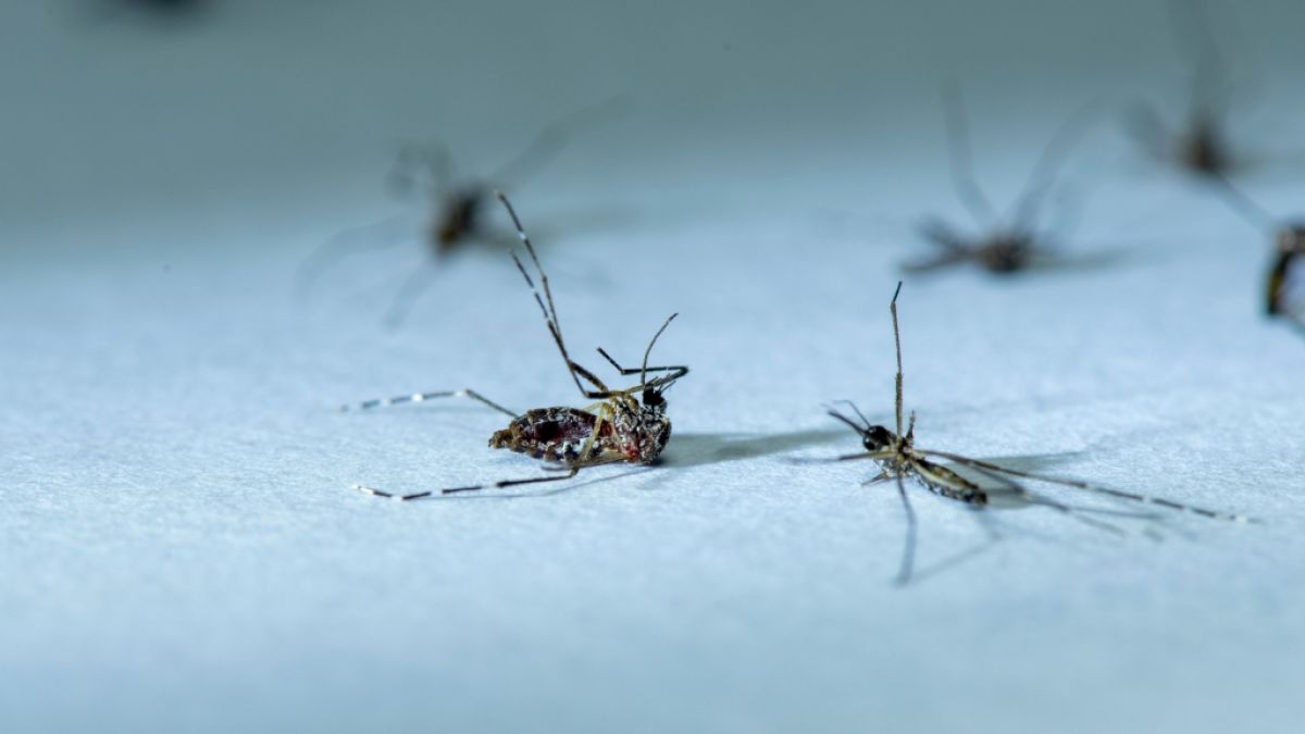 Lagebericht zur Insektenplage. (Symbolbild) (Foto)