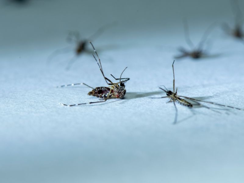 Insekten in der Wohnung: Warum das Problem längst kein Sommerthema mehr ist