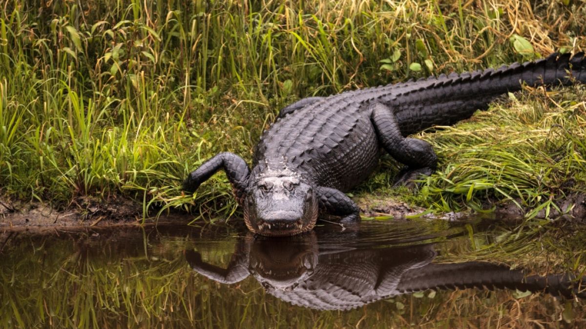 Ein Alligator hat in South Carolina einen Menschen in einen Teich gezogen und getötet. (Symbolfoto) (Foto)