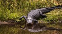 Ein Alligator hat in South Carolina einen Menschen in einen Teich gezogen und getötet. (Symbolfoto)