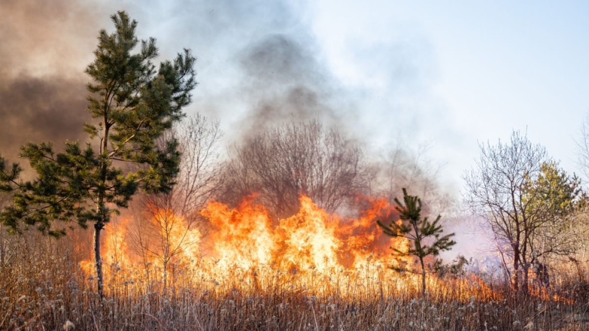 Lagebericht zu den aktuellen Vegetationsbränden. (Symbolbild) (Foto)