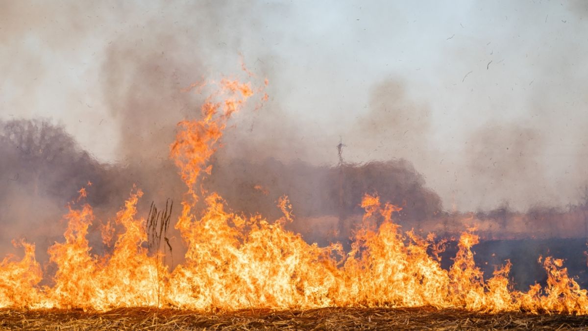 Lagebericht zu den aktuellen Vegetationsbränden. (Symbolbild) (Foto)