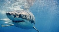 Ein Schwimmer wurde vermutlich von einem der größten Weißen Haie auf dieser Welt angegriffen. (Symbolfoto)