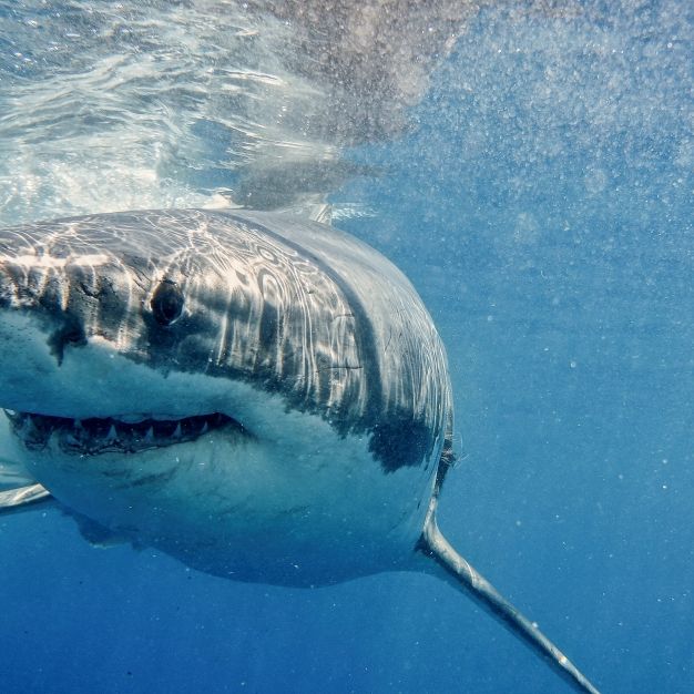 Über 6 Meter lang! Monster-Hai zerfleischt Schwimmer (62)