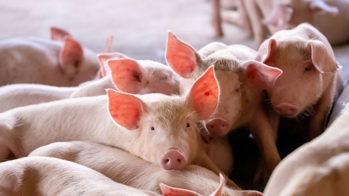 Ein MRSA-Stamm kann sich von Schweinen auf den Menschen übertragen. (Symbolfoto) (Foto)