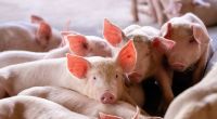 Ein MRSA-Stamm kann sich von Schweinen auf den Menschen übertragen. (Symbolfoto)