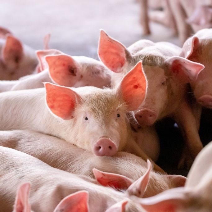 Ein MRSA-Stamm kann sich von Schweinen auf den Menschen übertragen. (Symbolfoto)