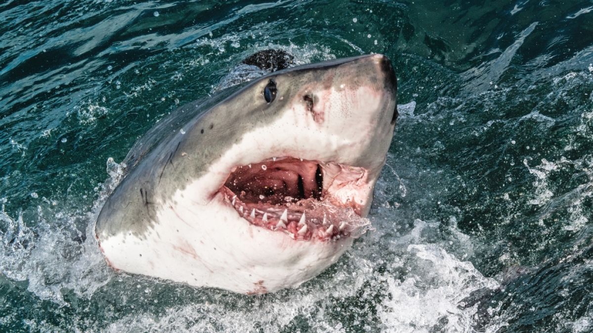Oh Schreck, ein Hai! Im Falle einer Begegnung mit einem solchen Meeresmonster kann das richtige Verhalten lebensrettend sein. (Foto)