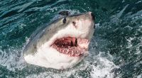 Oh Schreck, ein Hai! Im Falle einer Begegnung mit einem solchen Meeresmonster kann das richtige Verhalten lebensrettend sein.
